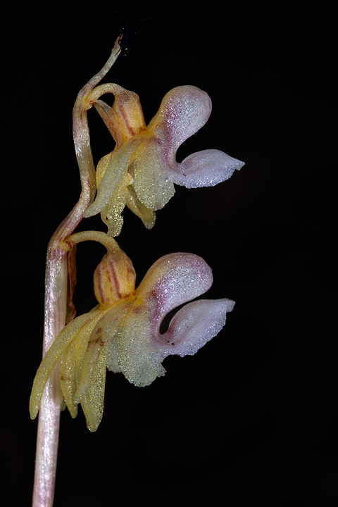 Epipogium aphyllum